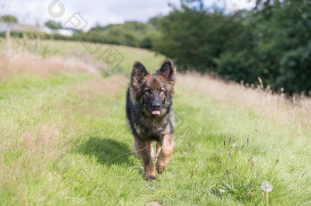 每天散步时，带着一只大狗穿过乡间的长草。