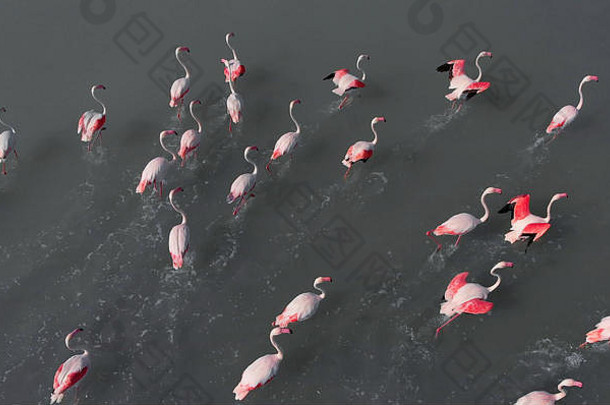 空中摄影火烈鸟站湖水美丽的鸟明亮的着色粉红色的黑色的颜色阳光明媚的一天完整的框架背景