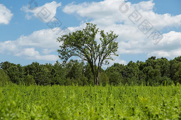 在绿色的草甸、蓝色的天空和夏天的蓬松的白云中间有一棵大绿树的风景。