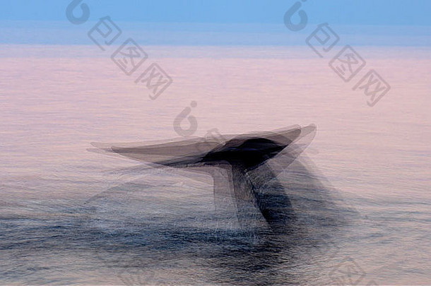 墨西哥科尔特斯海<strong>蓝鲸</strong>巴拉翅目肌尾吸虫提出了关于潜水的抽象图像