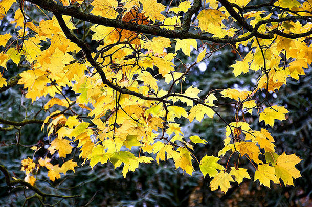 树分支机构覆盖厚布什叶子强烈的秋天颜色