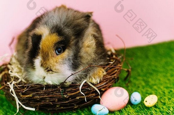 带复活节<strong>彩</strong>蛋和鸟巢的复活节兔子。复活节可爱的兔子坐在春天大自然的背景下，带着一<strong>篮彩</strong>蛋。
