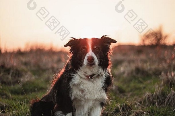 黑<strong>白边</strong>境牧羊犬在郊外摆好姿势拍照，身后是夕阳