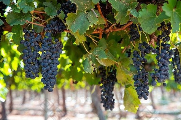 在南<strong>澳大利亚的</strong>Riverland葡萄酒产区，一大串成熟<strong>的</strong>红葡萄酒葡萄悬挂在古老<strong>的</strong>葡萄藤上