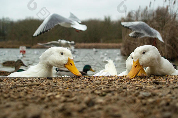 大型白色重鸭，美洲、北京、艾尔斯伯里，在湖中觅食