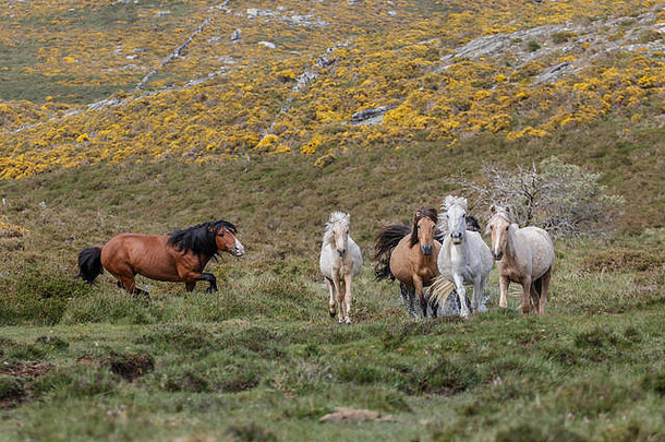 一匹<strong>野马</strong>牵着一群母马来到自己的牧群。西班牙加利西亚奥坎多山区自由的<strong>野马</strong>