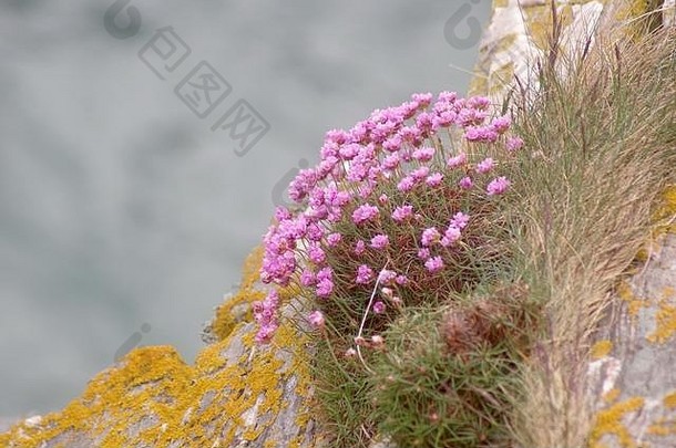 <strong>粉红</strong>海节俭（Armeria maritima）生长在英国苏格兰阿伯丁海湾的海崖边缘。2018年5月。