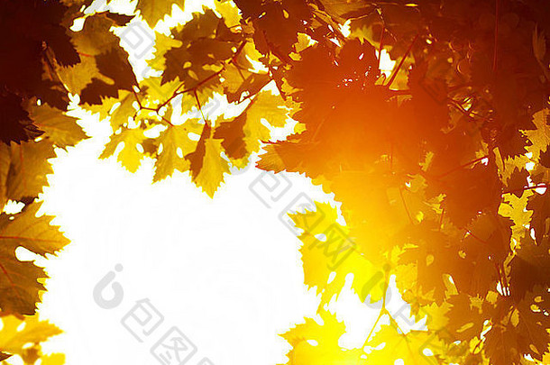 秋天叶子框架照片阳光新鲜的葡萄叶子自然背景橙色秋天的树叶边境酒庄