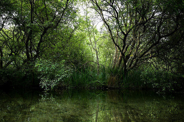 生长在汉普郡伊奇恩河边的树木，在下面的水中倒影