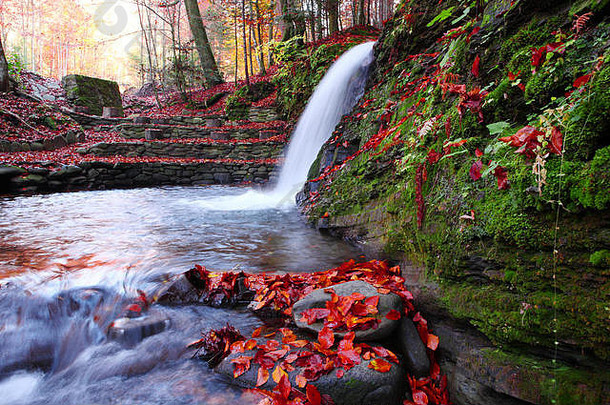 瀑布在秋天的山毛榉林中。
