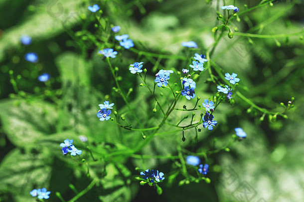 鲜艳的蓝色花朵，模糊风格，自然花卉背景。春天或夏天的天然花束，绿色背景上有易碎的花朵。最佳影片。