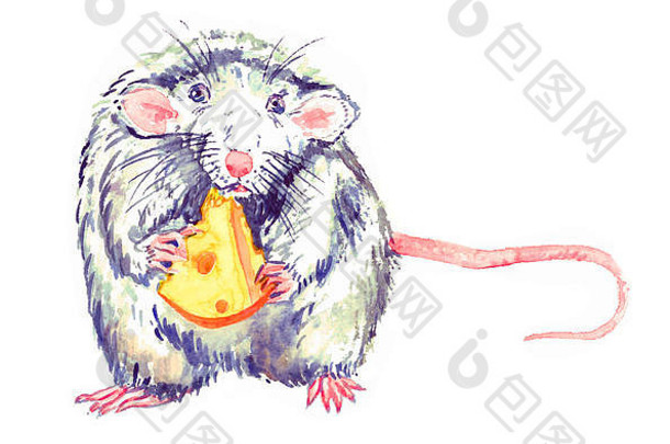 可爱的小白灰鼠蓝眼睛站着，吃着奶酪，看上去笔直，水彩画。白色插图设计元素上的隔离