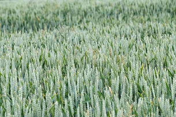 在田间成熟绿色小麦/小麦作物。<strong>粮食安全</strong>隐喻，小麦穗，英国农业和农业，田间<strong>粮食</strong>种植。窄自由度。