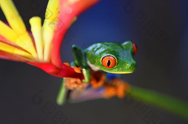 哥斯达黎加低地丛林中的红眼树蛙