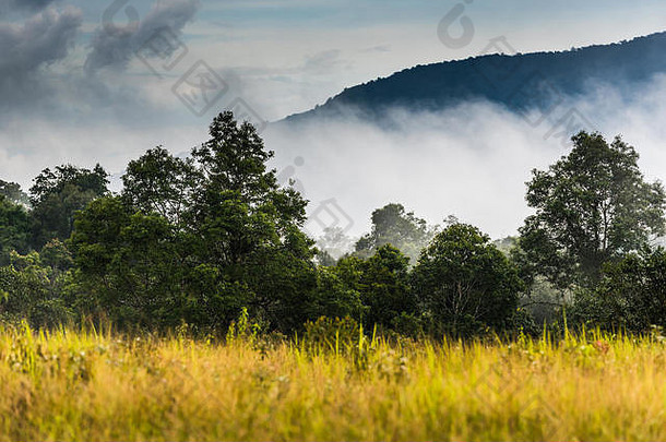 雨森林草地雾