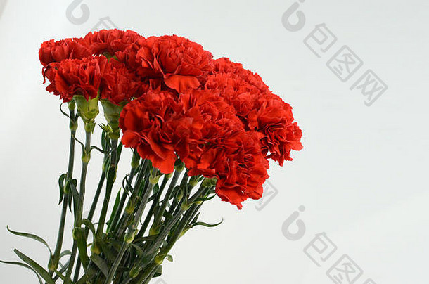 美丽的红色康乃馨花隔离在白色背景上