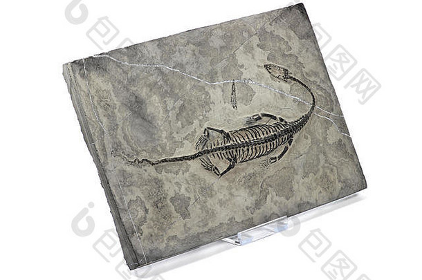 在贵州兴义发现的原始Keichousaurus回族化石（白色背景）