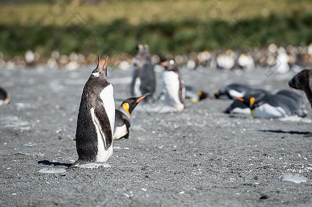 南极洲南乔治亚州金港，Gentoo企鹅在国王企鹅群前摆姿势