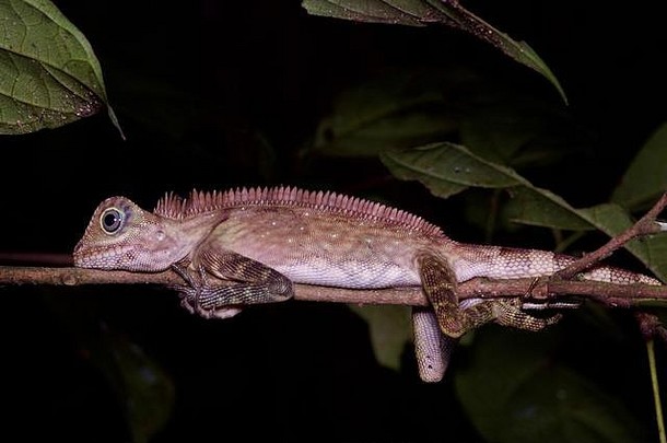 一只婆罗洲角头蜥蜴（Gonocephalus bornensis）夜间在达南河谷保护区休息，沙巴，东马来西亚，婆罗洲