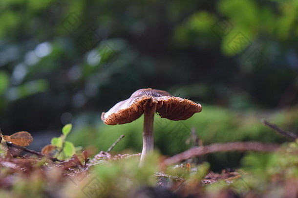 <strong>棕色</strong>（的）<strong>蘑菇</strong>森林地板上温哥华岛