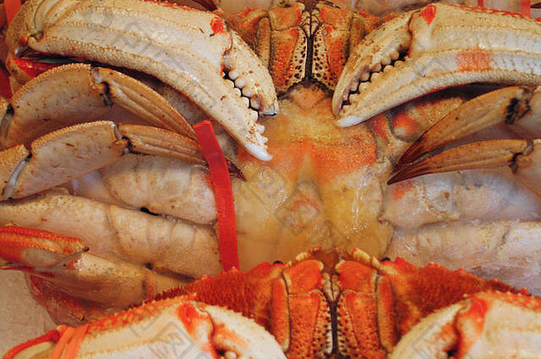 普吉特湾西雅图华盛顿鱼市场出售的红螃蟹特写照片。