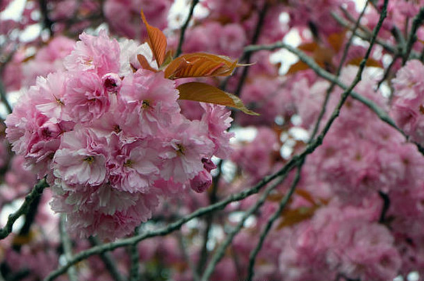 双樱花枝，也被称为yae zakura，一种有多层花瓣的樱花，盛开着。