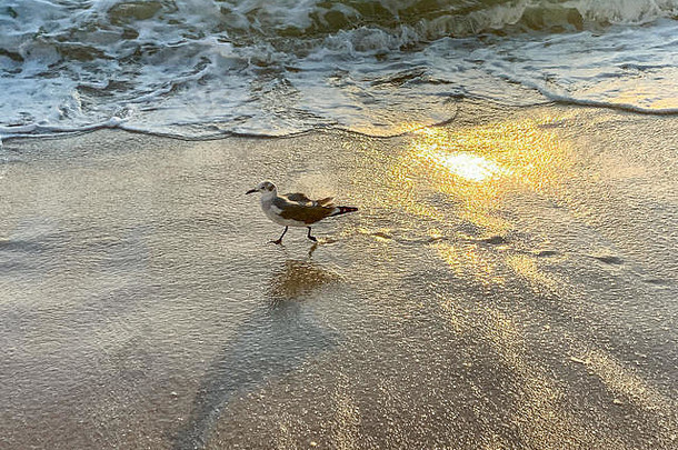 黎明时分，佛罗里达州南部，海鸥在泡沫般的海浪上<strong>展翅飞翔</strong>