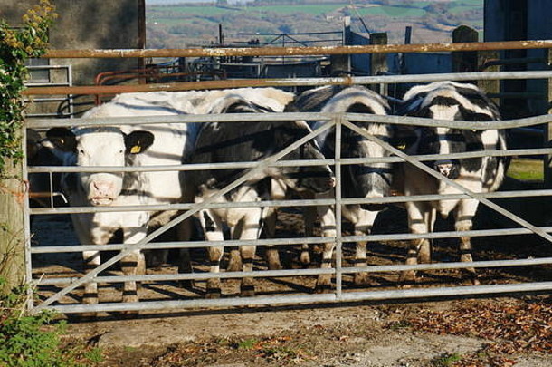 六道栅栏门后的弗雷森奶牛