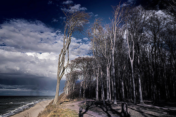 波罗的海Nienhagen海岸著名的幽灵<strong>森林图片</strong>