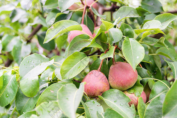 梨成熟内部绿色树分支机构多雨的夏天一天