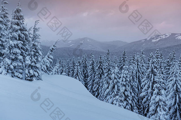 神秘的冬季景观，巍峨的群山和白雪覆盖的树木。照片贺卡。喀尔巴阡山乌克兰欧洲