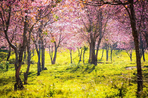 野生喜马拉雅樱花（樱花），泰国的巨虎花。