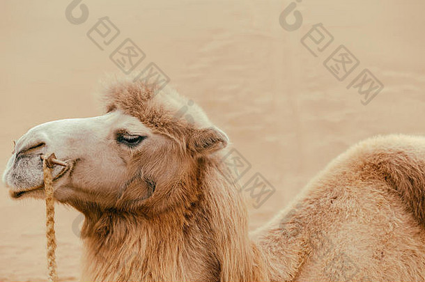 骆驼taklamakan沙漠