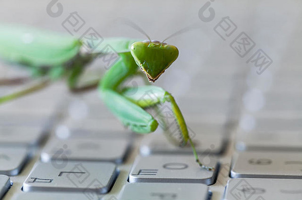 绿色螳螂，昆虫在笔记本电脑键盘上按键，螳螂被比喻为电脑虫或黑客