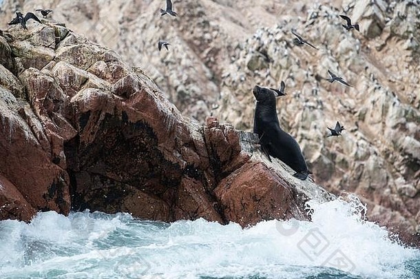 秘鲁岩石海岸线上的海狮