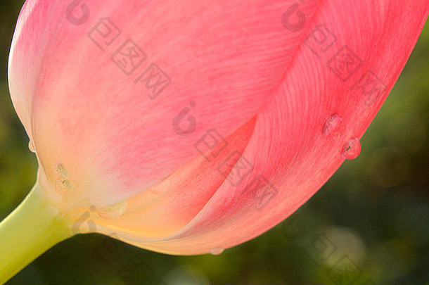 一朵粉红色郁金香的特写镜头，绿色背景上有一些<strong>小水滴</strong>。