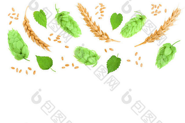 在白色背景上分离麦穗的啤酒花球果，并留有文本的空间。顶视图。平铺模式