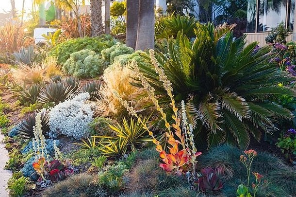 美丽的加州家庭景观实例，有多种耐旱植物。摄于2020年2月的公共空间。