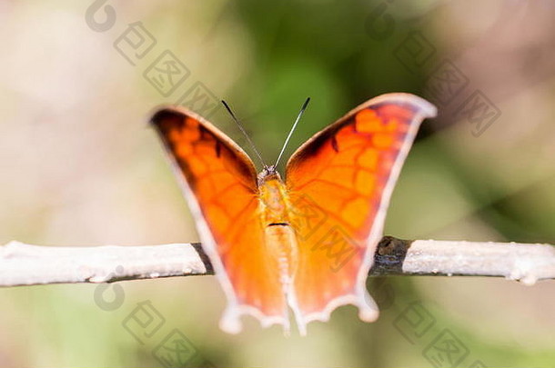 墨西哥中部有缘斑蝶。产于墨西哥的橙色和棕。蝴蝶的世界。