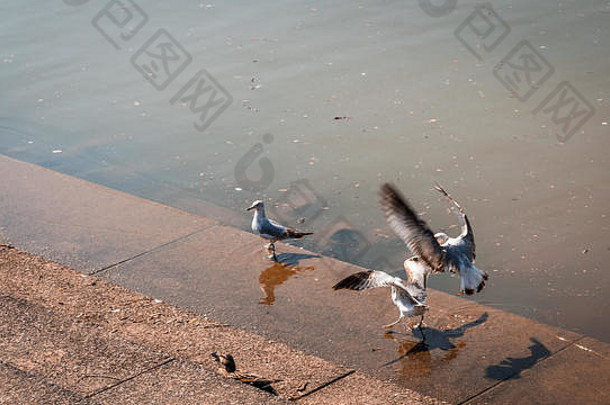 一群海鸥和<strong>鸭子</strong>在河边有台阶的水泥码头上