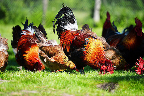 传统自由放养家禽农场的鸡只