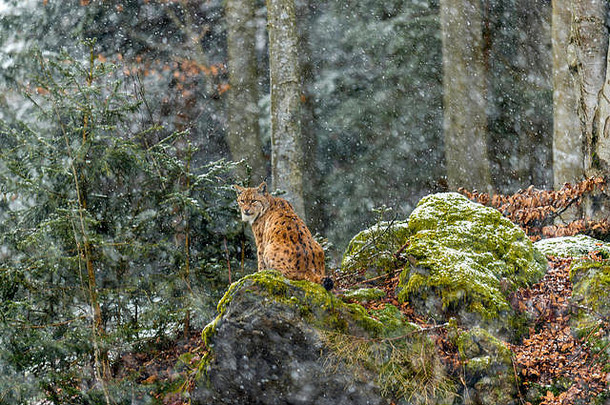 美丽的欧亚猞猁（Lynx Lynx）被描绘成坐在一块岩石露头上，在一个偏远的林地冬天观察它被雪覆盖的周围环境。背景