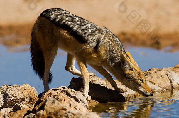 豺喝水潭卡加拉加迪transfontier公园南非洲