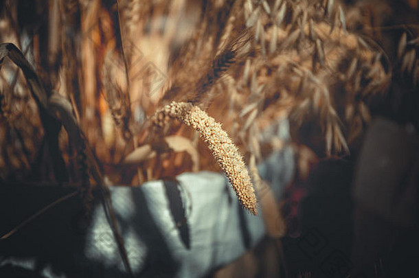 关闭成熟的小麦背景