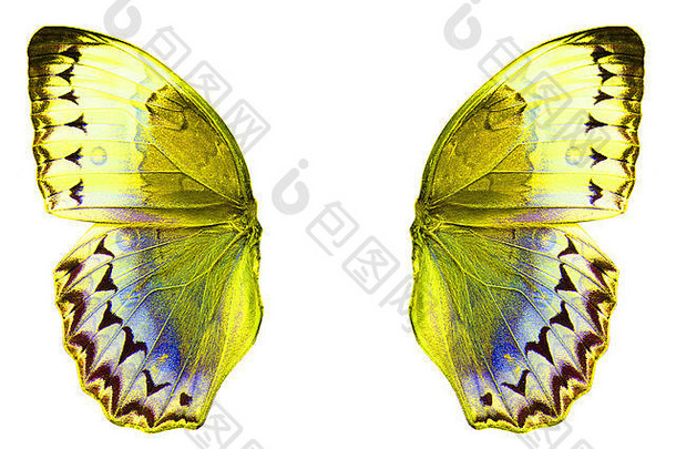 美丽的柬埔寨Junglequeen蝴蝶（Stichophthalma howqua）在过程中颜色隔离在白色上