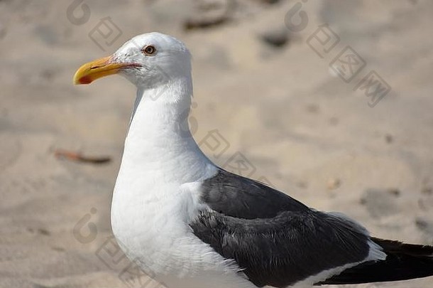 白色灰色海鸥黄色的嘴站海滩卡奔塔利亚加州