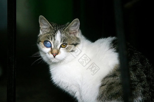 一只眼睛畸形的灰白色猫咪的特写镜头。