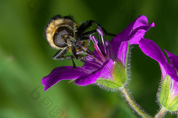 苍蝇坐在紫罗兰花上