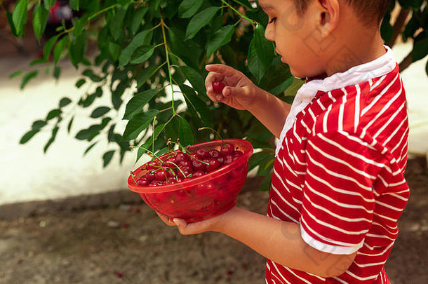 孩<strong>子</strong>挑选樱桃花园一年中间东部男孩挑选生樱桃水果家庭有趣的收获时间