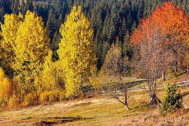 早....秋天山坡上色彩斑斓的树喀尔巴阡山脉的山yablunytskyj通过伊万诺-弗兰科夫斯克州乌克兰